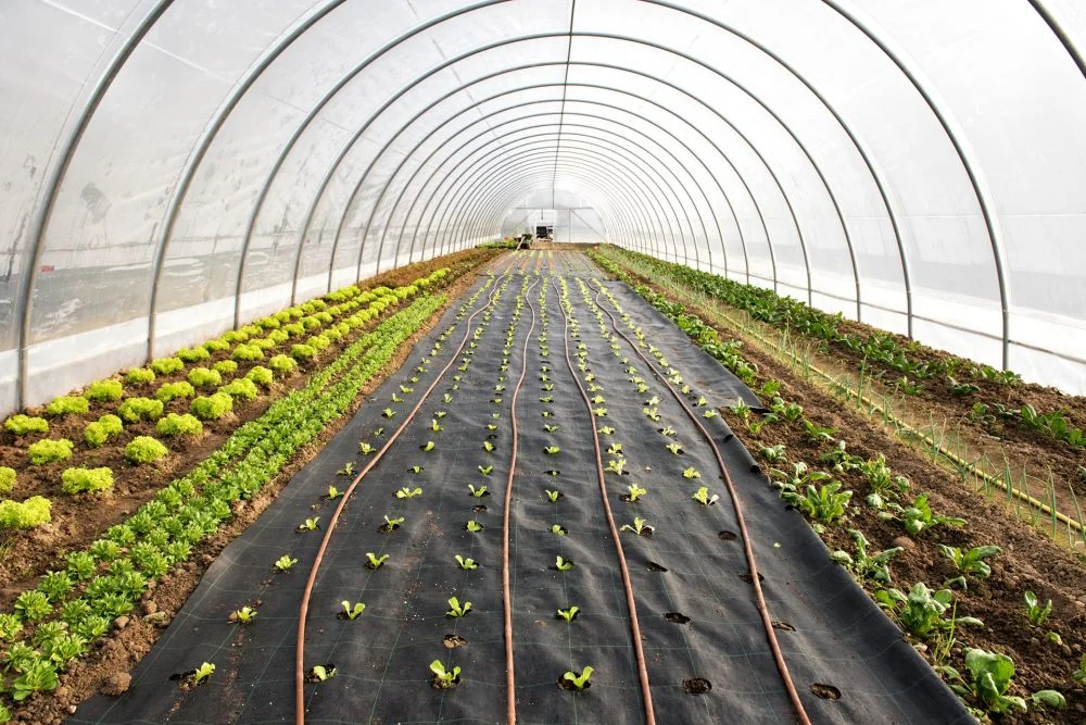 Tunnel Film Greenhouse