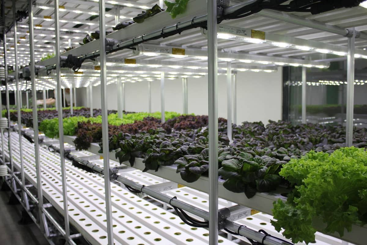 Vertical Plant Factory