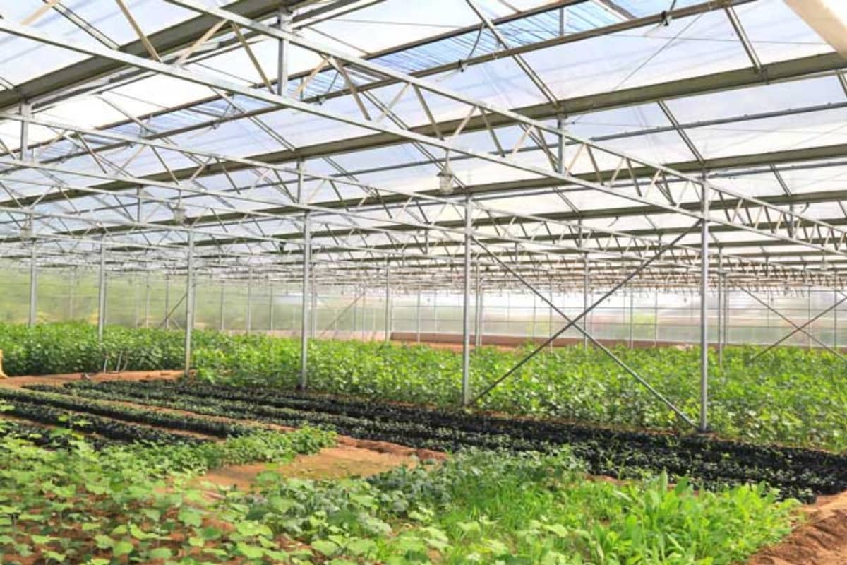 Multi-span Polycarbonate Greenhouse